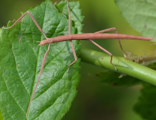 Clonopsis gallica